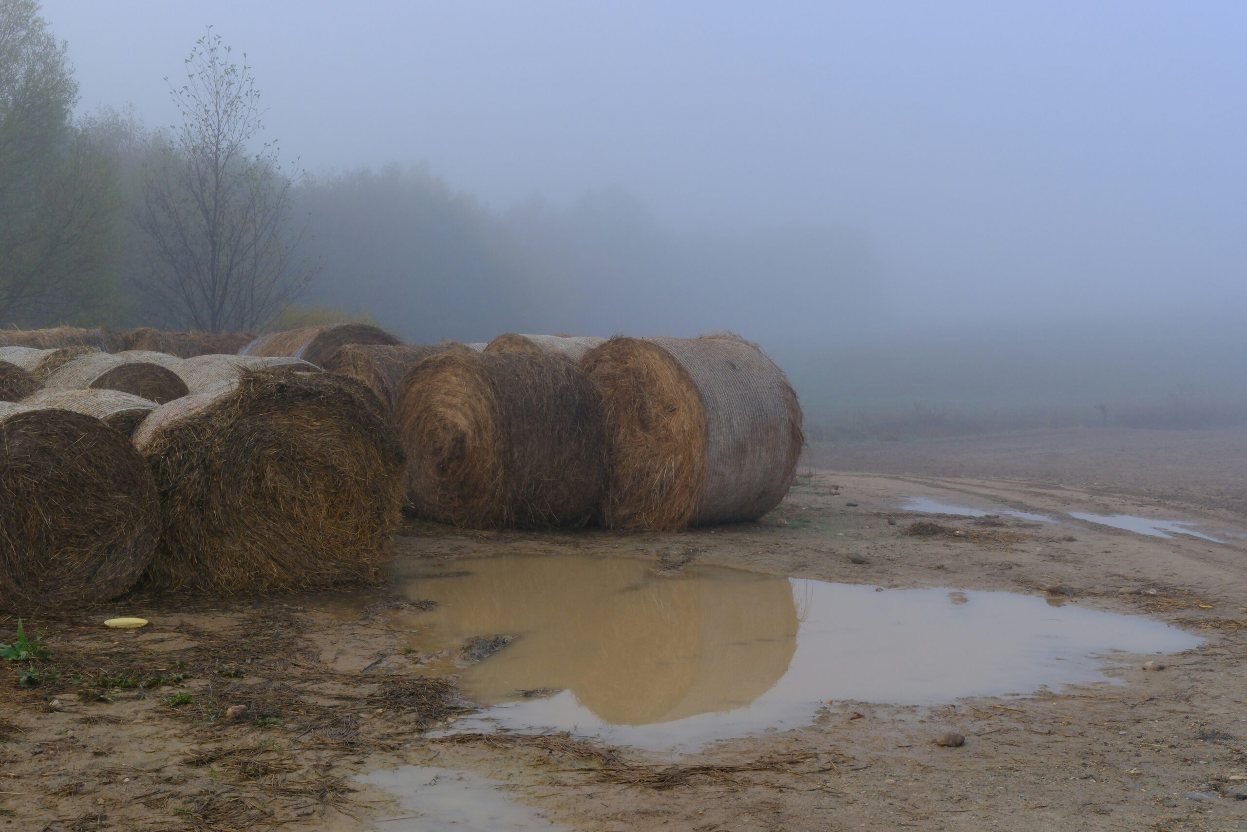 Bales of hay on a foggy day, in a puddle.